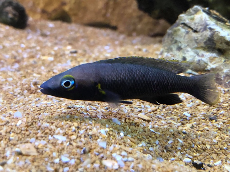 Neolamprologus nigriventris